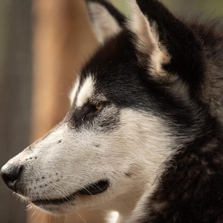 Arctic Hearts - Urlaub Auf Einer Schlittenhundefarm Villa Jorn Eksteriør bilde