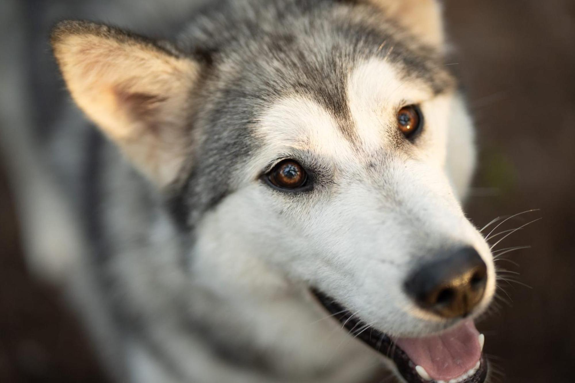 Arctic Hearts - Urlaub Auf Einer Schlittenhundefarm Villa Jorn Eksteriør bilde