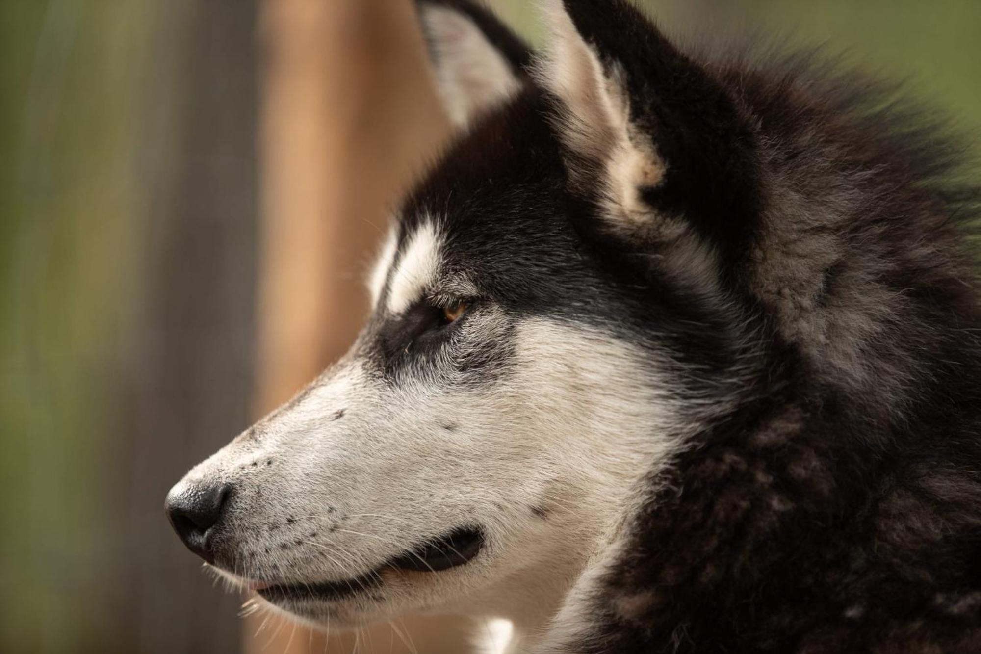 Arctic Hearts - Urlaub Auf Einer Schlittenhundefarm Villa Jorn Eksteriør bilde