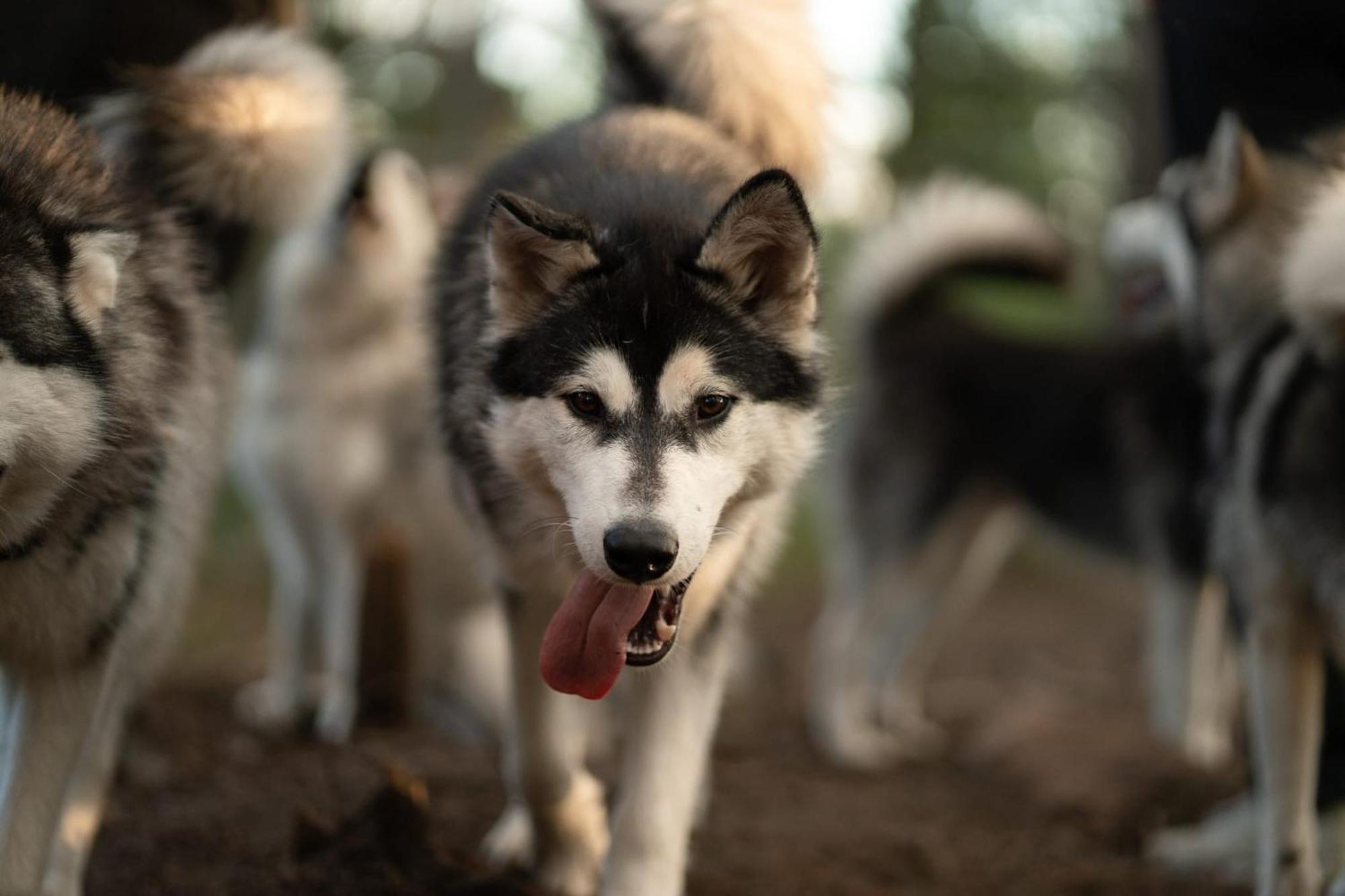 Arctic Hearts - Urlaub Auf Einer Schlittenhundefarm Villa Jorn Eksteriør bilde