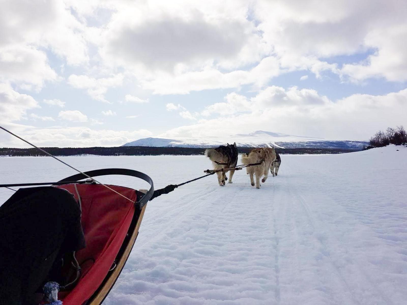 Arctic Hearts - Urlaub Auf Einer Schlittenhundefarm Villa Jorn Eksteriør bilde