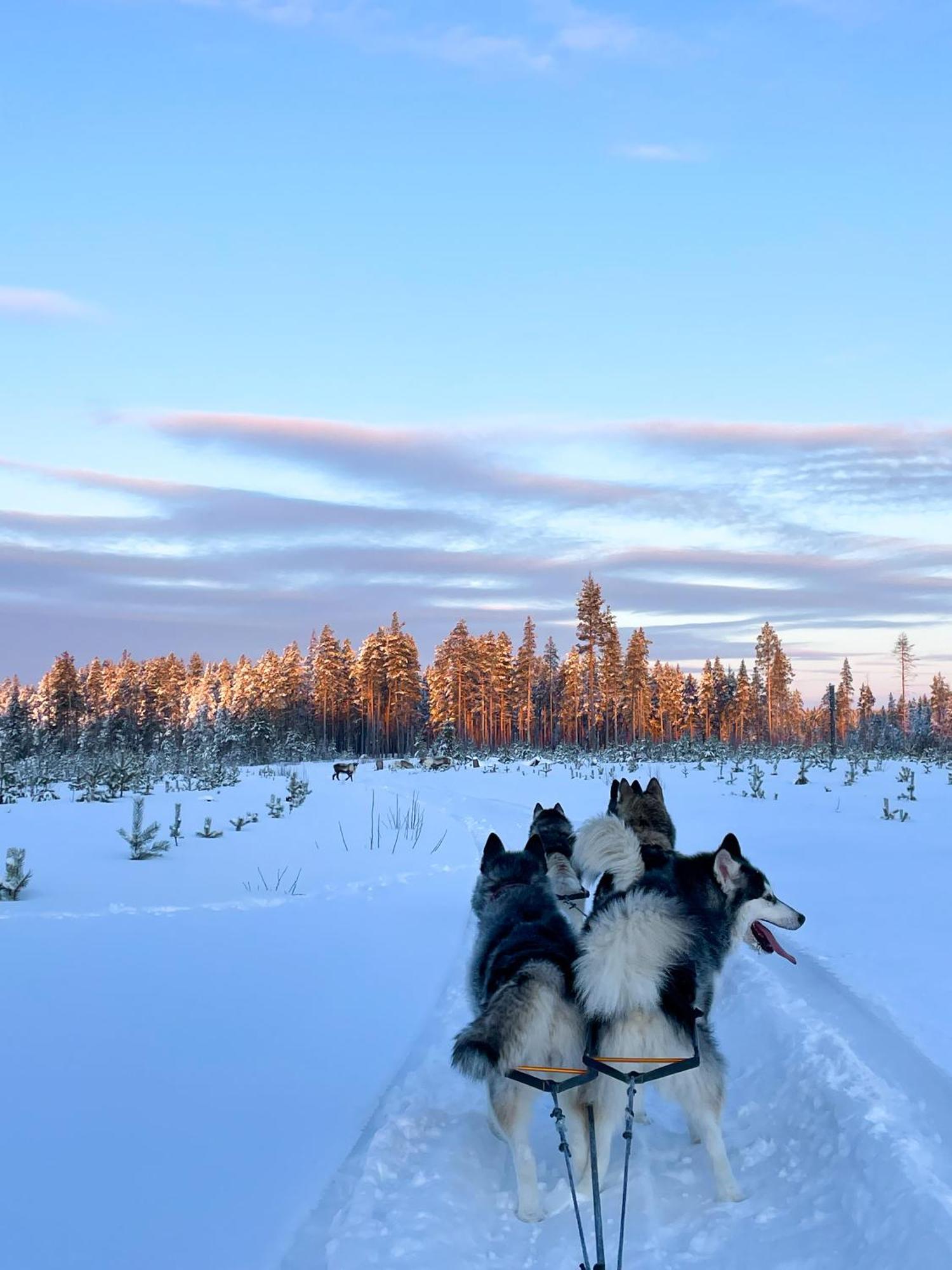 Arctic Hearts - Urlaub Auf Einer Schlittenhundefarm Villa Jorn Eksteriør bilde